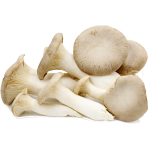 Oyster mushroom