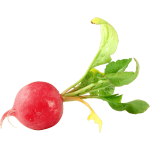 Radish