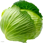 White cabbage