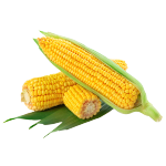 Corn