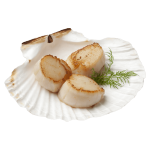 Scallop